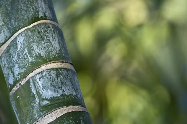 Detalle de fondo de bambú — Foto de Stock