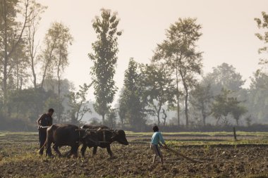 Nepal öküz arabası ile çiftçilik çiftçi