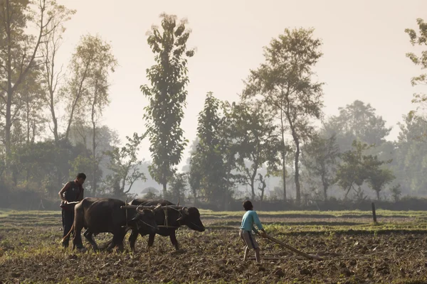 Aratura contadina con carretto di bue in Nepal — Foto Stock