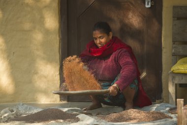 Nepal kadın terai pirinç geleneksel şekilde sıralamak