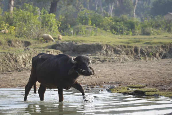 Domestic buffalo crossing a river — Stock Photo, Image