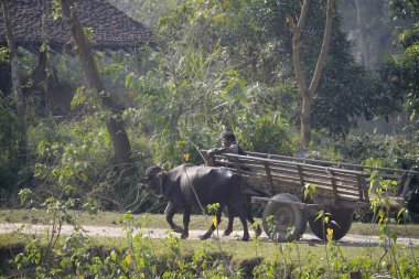 Nepal ormanın ortasında öküz arabası