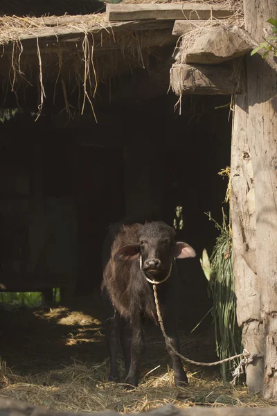 Νεαρό buffalo στο παραδοσιακό αγρόκτημα — Φωτογραφία Αρχείου