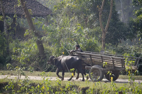 Ox kar in midden van jungle in nepal — Stockfoto