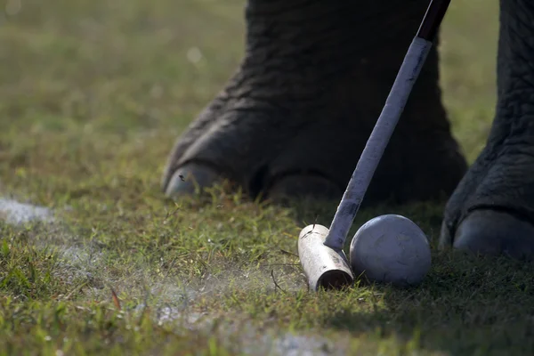 Close-up of elephant polo in Nepal — Stock Photo, Image