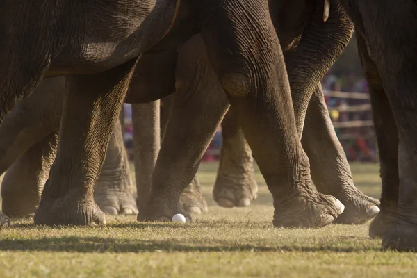 Close-up of elephant polo in Nepal — Stock Photo, Image