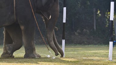 yakın çekim fil Polo Nepal