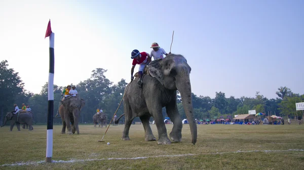 Bodování bod během sloní pólo hra — Stock fotografie