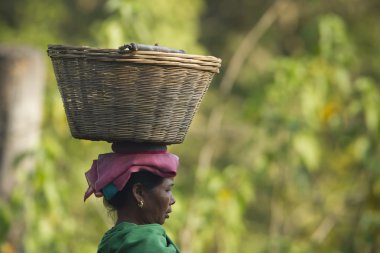 Nepali taru woman carrying basket in her head clipart