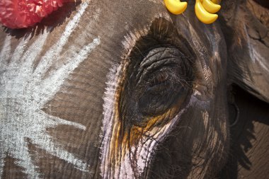 ayrıntı filin kafası fil Festivali sırasında chitwan 2013, nepal boyalı.