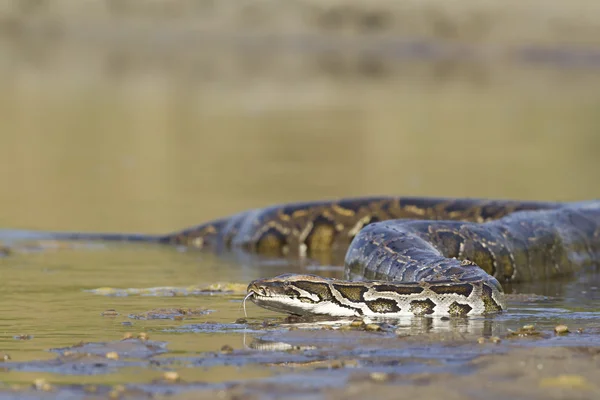 Азіатський python у річки в Непалі — стокове фото
