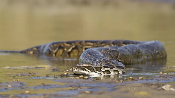 Asian Python in river in Nepal — Stock Photo, Image