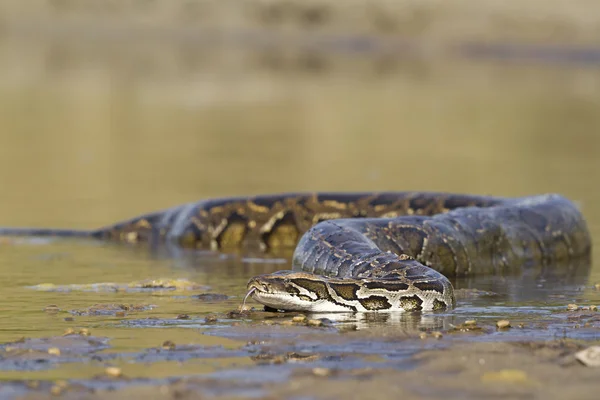 Asijské python v řece v Nepálu — Stock fotografie