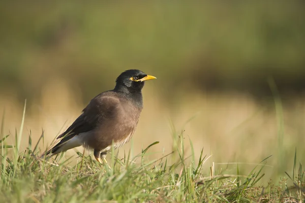 Gemeenschappelijke mynah vogel in nepal — Stockfoto