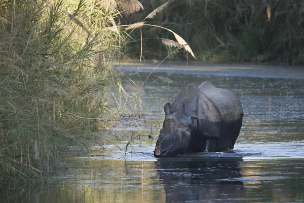 Três rinocerontes de um chifre maiores tomando banho no Nepal — Fotografia de Stock