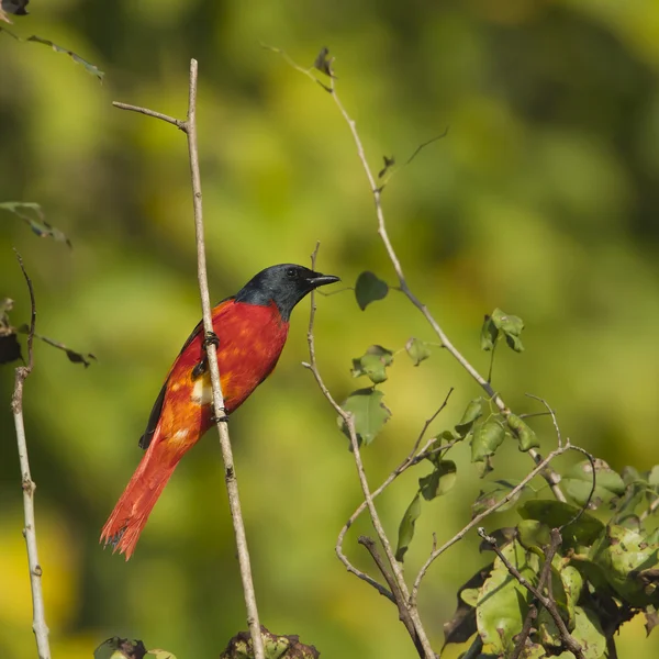 Oiseau minivet à longue queue mâle au Népal — Photo