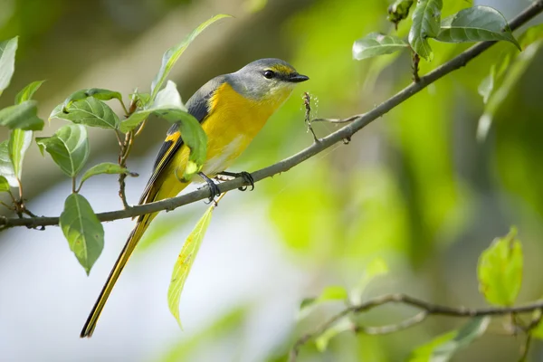 Langschwanz-Miniaturvogelweibchen in Nepal — Stockfoto