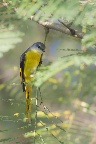 Minivet de cauda longa pássaro fêmea no Nepal — Fotografia de Stock