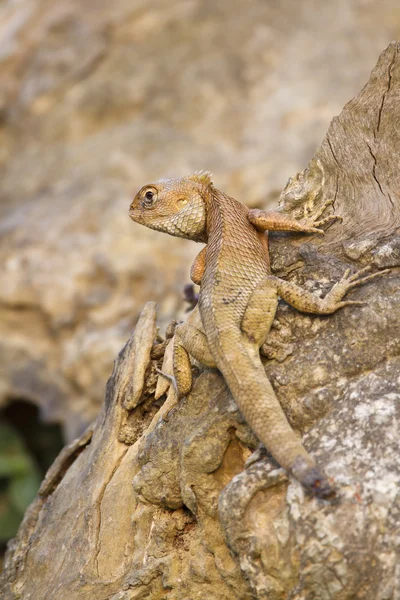 Oriental garden lizard with mutilated tail — Stock Photo, Image