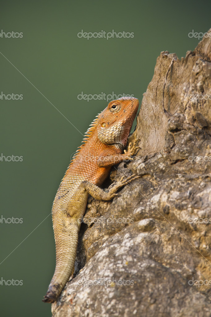 Oriental garden lizard with mutilated tail Stock Photo by ©Utopia_88 49041903 Oriental garden lizard with mutilated tail Stock Photo by ©Utopia_88 49041903
