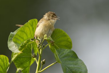 düz prinia kuş: nepal