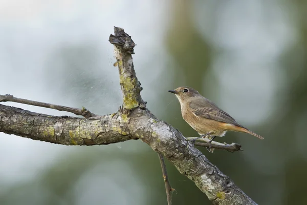 Πουλί Pied bushchat θηλυκό στο Νεπάλ — 图库照片