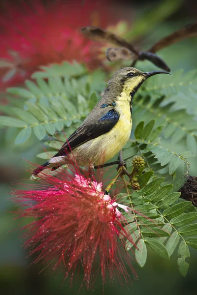 Purple sunbird in red powder puff tree flowers — Stock Photo, Image