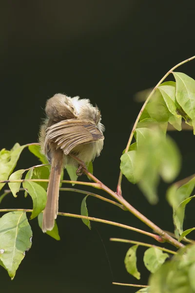 Vanligt prinia fågel i nepal brooming vingar — Stockfoto