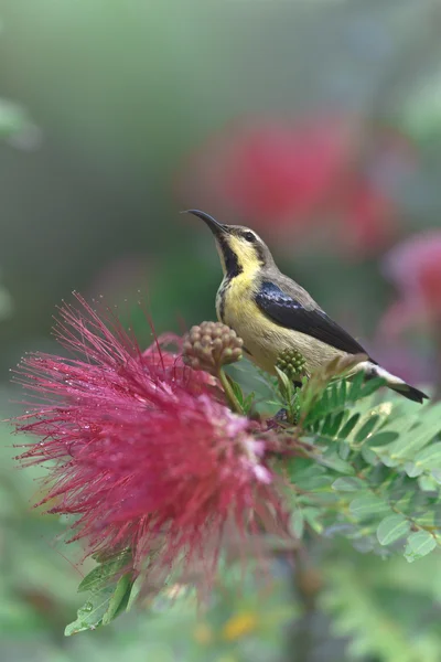 Lila Sonnenvogel in rotem Puder Puffbaumblüten — Stockfoto