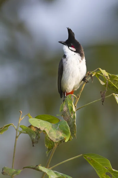 Κόκκινο-Μουστακογλάρονο bulbul πουλί στο Νεπάλ — Φωτογραφία Αρχείου