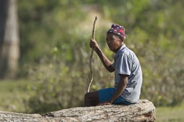 bardia, nepal sığır tarassut ormanda terai oturan eski Nepal taru erkekler.