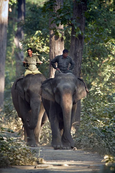 ネパールの象使いと 2 つの国内象 — ストック写真