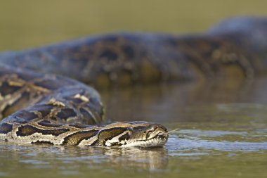 nepal'sr nehrinde Asya python