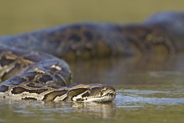 Asian Python in Nepal'sr river clipart