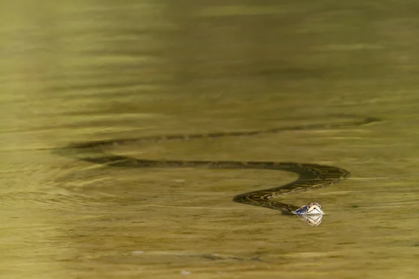 Азіатський python в річці nepal'sr — стокове фото