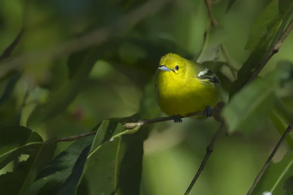 Pássaro-iora comum no Nepal — Fotografia de Stock