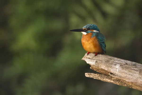 Vanlig kingfisher fågel i nepal — Stockfoto
