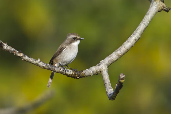 Grå bushchat kvinnliga fågel i nepal — Stockfoto