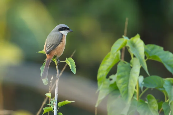 Ptak Dzierzba szary kopii w Nepalu — Zdjęcie stockowe