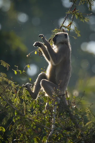 Hanuman Langur ape i Nepal – stockfoto