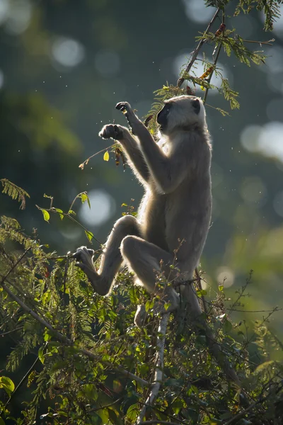 Maimuță Hanuman Langur în Nepal — Fotografie, imagine de stoc