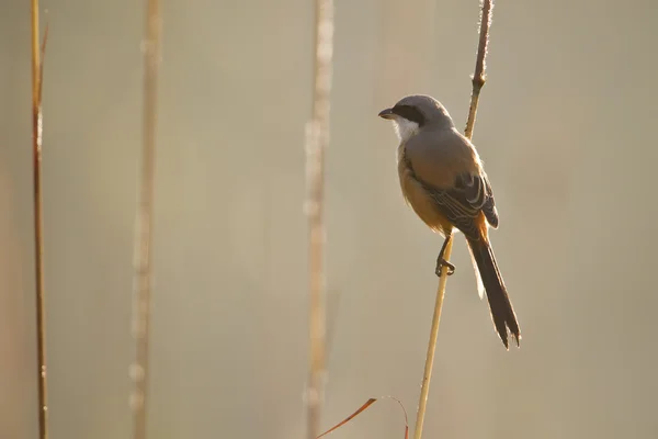 Långstjärtad törnskata fågel i nepal — Stockfoto