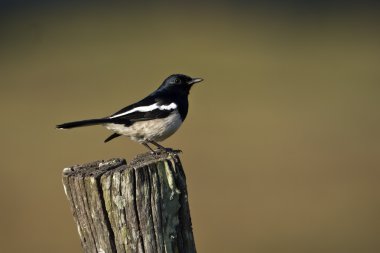 oryantal magpie robin kuş Nepal