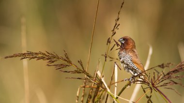 pullu göğüslü munia kuş Nepal