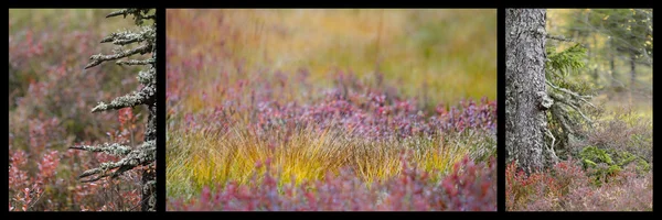 Tryptique of autumn vegetation — Stock Photo, Image
