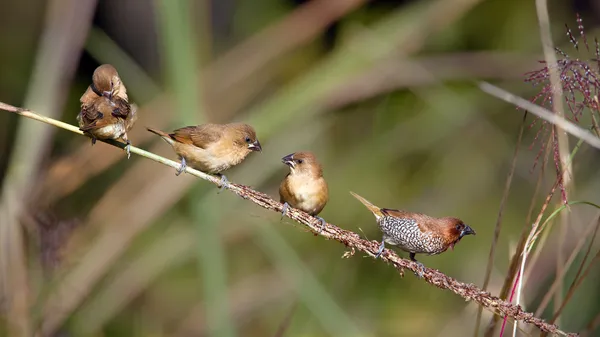 Šupinatá breasted munia ptačí rodinu v Nepálu — Stock fotografie