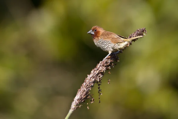 Лускаті грудьми Амадіна птах в Непалі — стокове фото