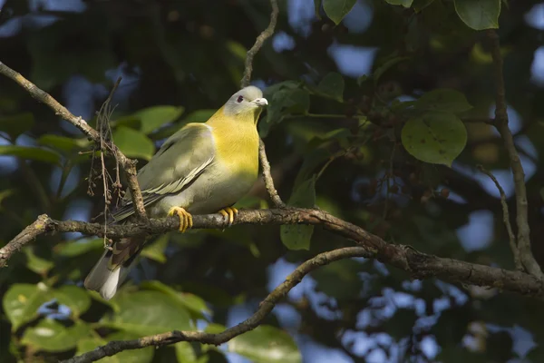 Yellow-footed green pigeon in Nepal — Stock Photo, Image