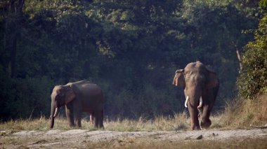 bardia, nepal içinde iki vahşi Asya fili