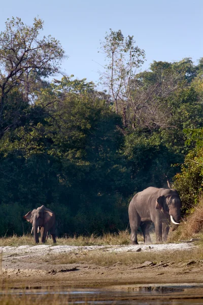 Due selvaggi elefanti asiatici in Bardia, Nepal — Foto Stock